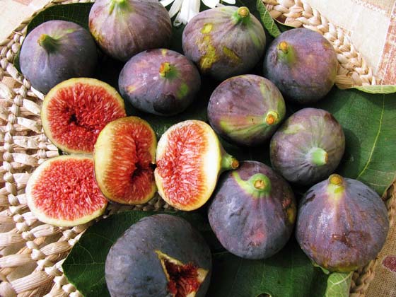 fichi amantea