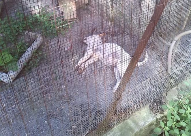 Cagnolini 2