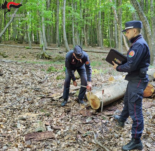 Carabinieri Parco - arresto per taglio furtivo