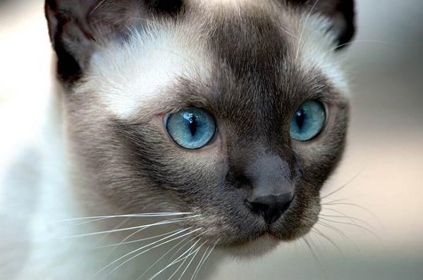 gatto-siamese