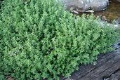 oregano-herb