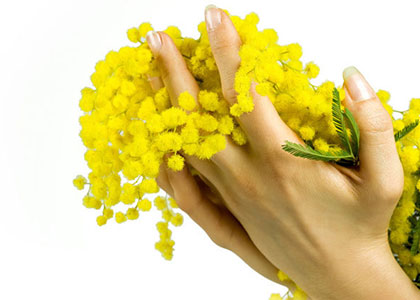 pacchetto-fiori-di-mimosa