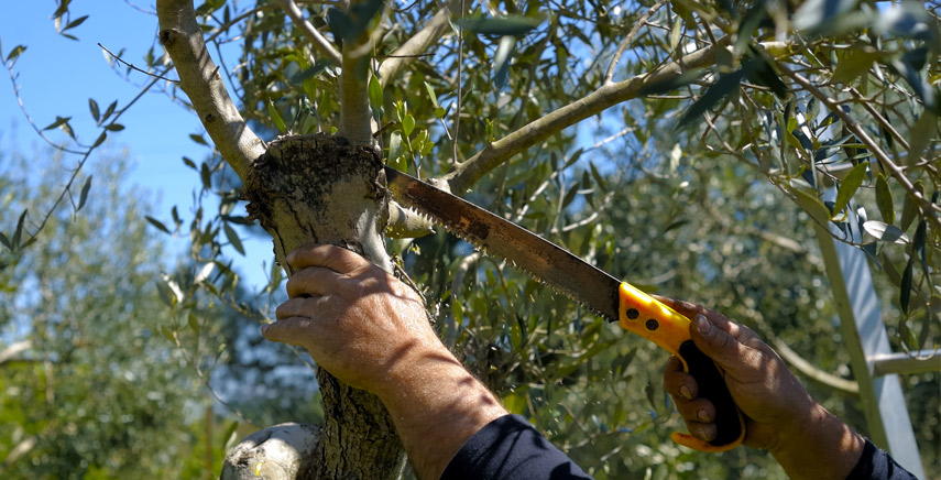 potatura olivo