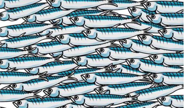 sardine